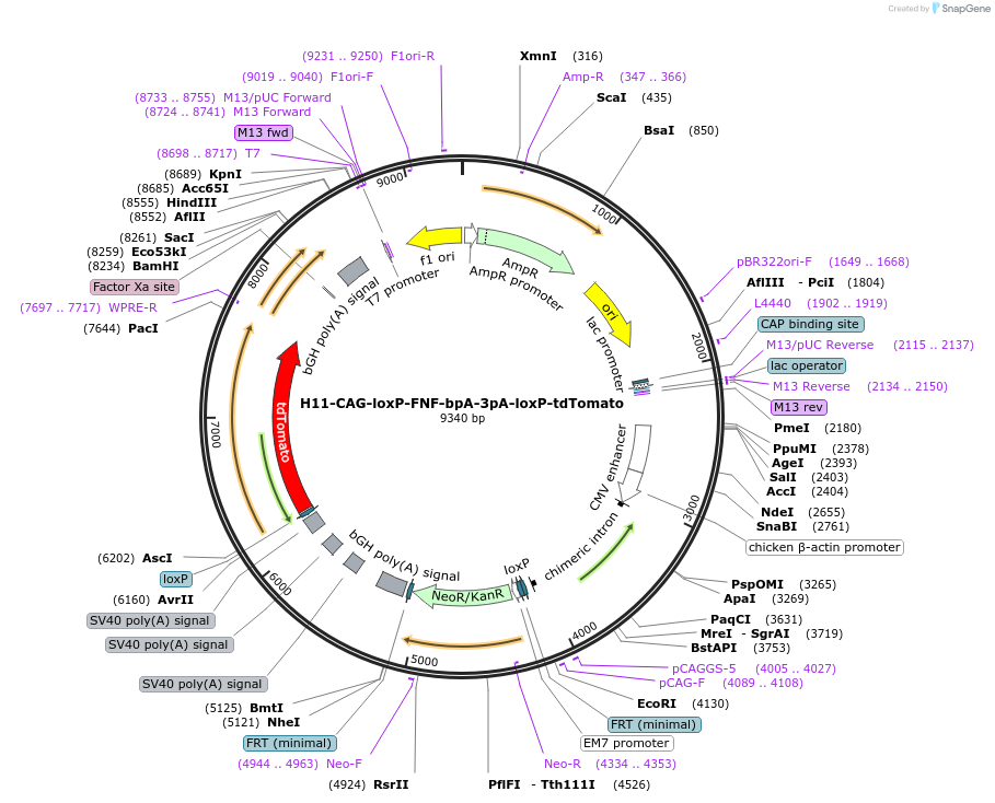 180156-plasmid-map-sequence-id-360161