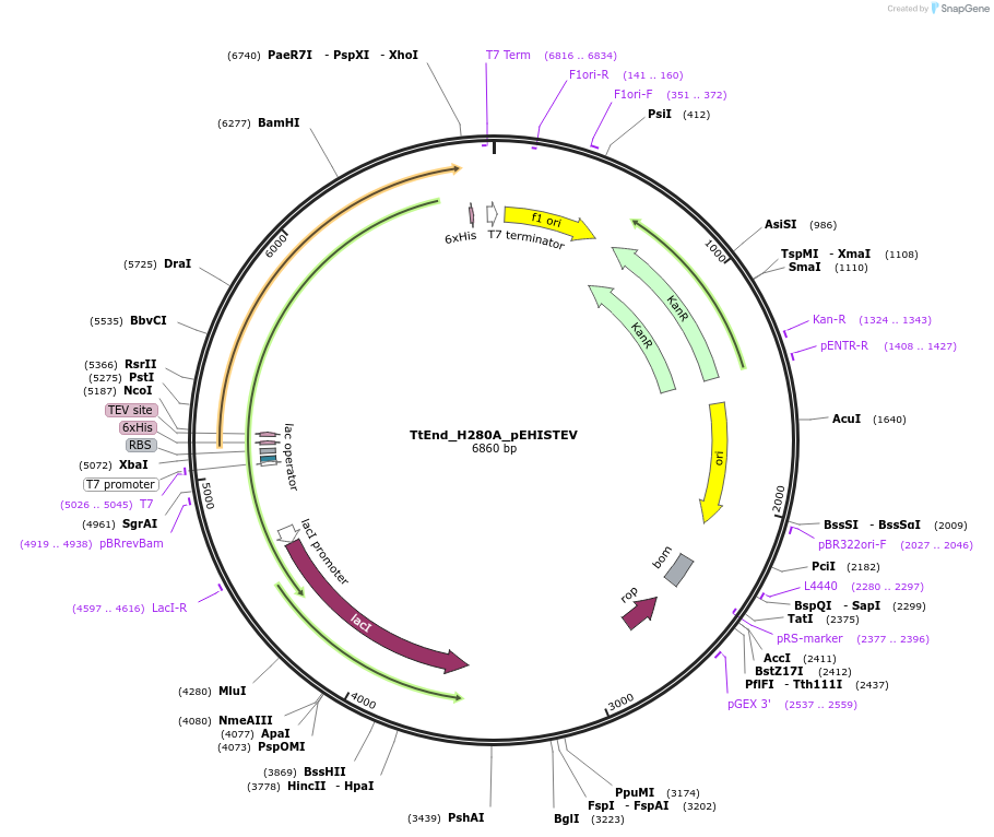 179735-plasmid-map-sequence-id-360163