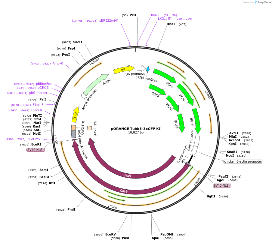 183444-plasmid-map-sequence-id-360164