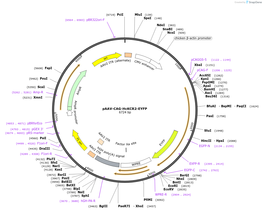 182022-plasmid-map-sequence-id-360168