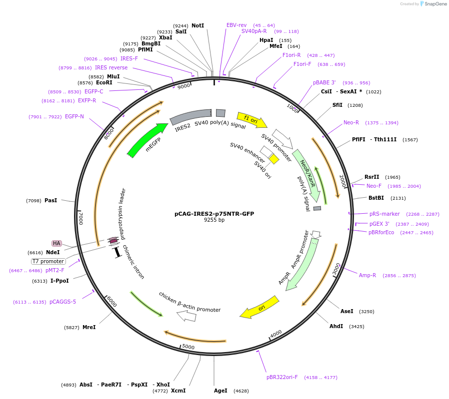 182947-plasmid-map-sequence-id-360205