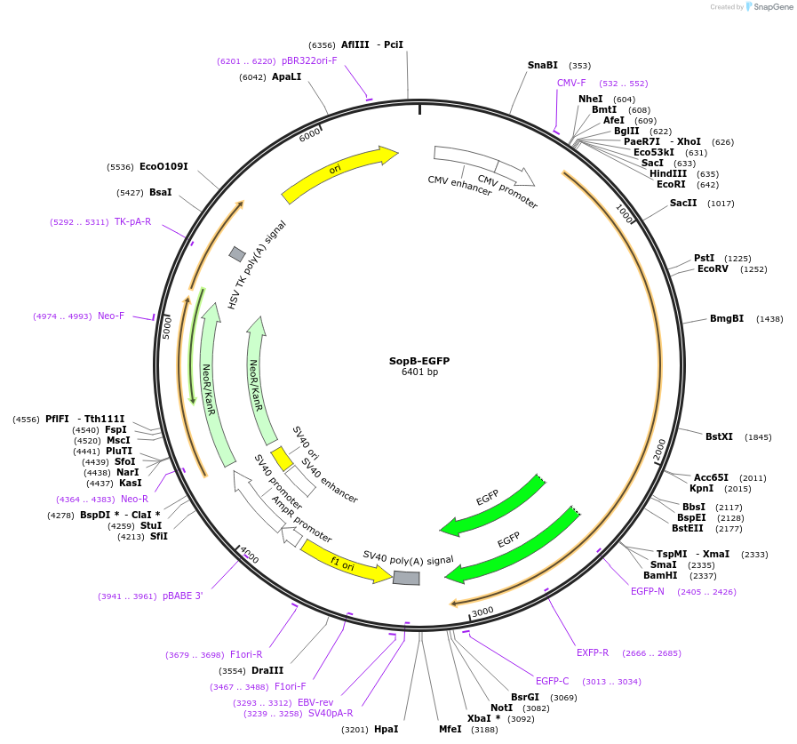 183655-plasmid-map-sequence-id-360223