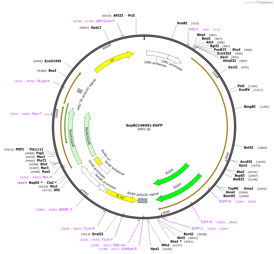 183656-plasmid-map-sequence-id-360229