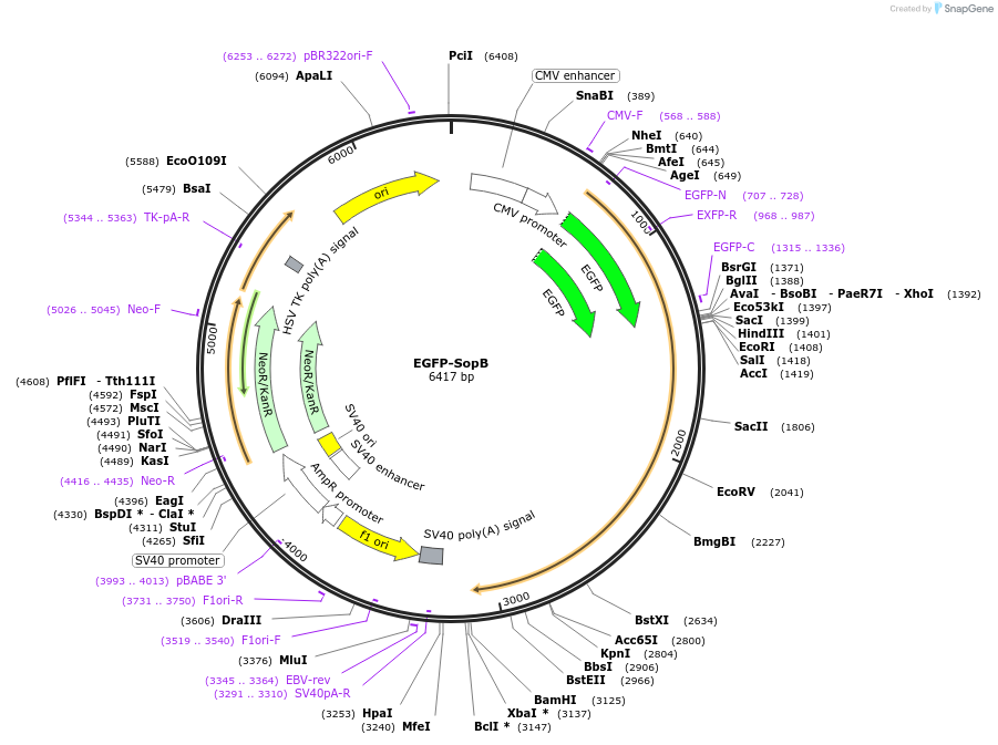 183657-plasmid-map-sequence-id-360232