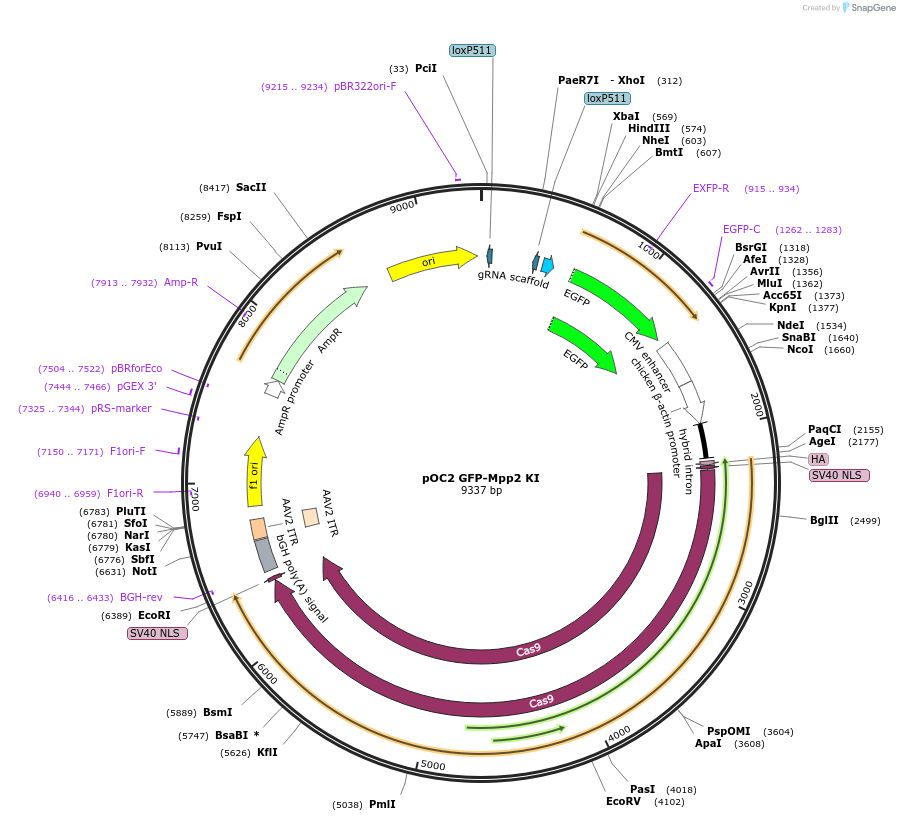 183434-plasmid-map-sequence-id-360233