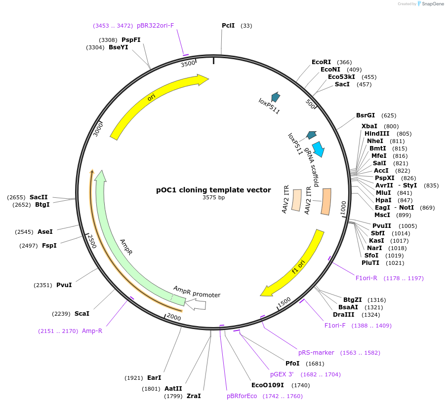 183420-plasmid-map-sequence-id-360238