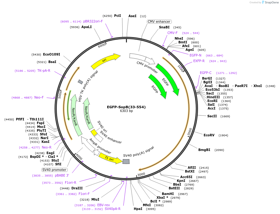 183661-plasmid-map-sequence-id-360242