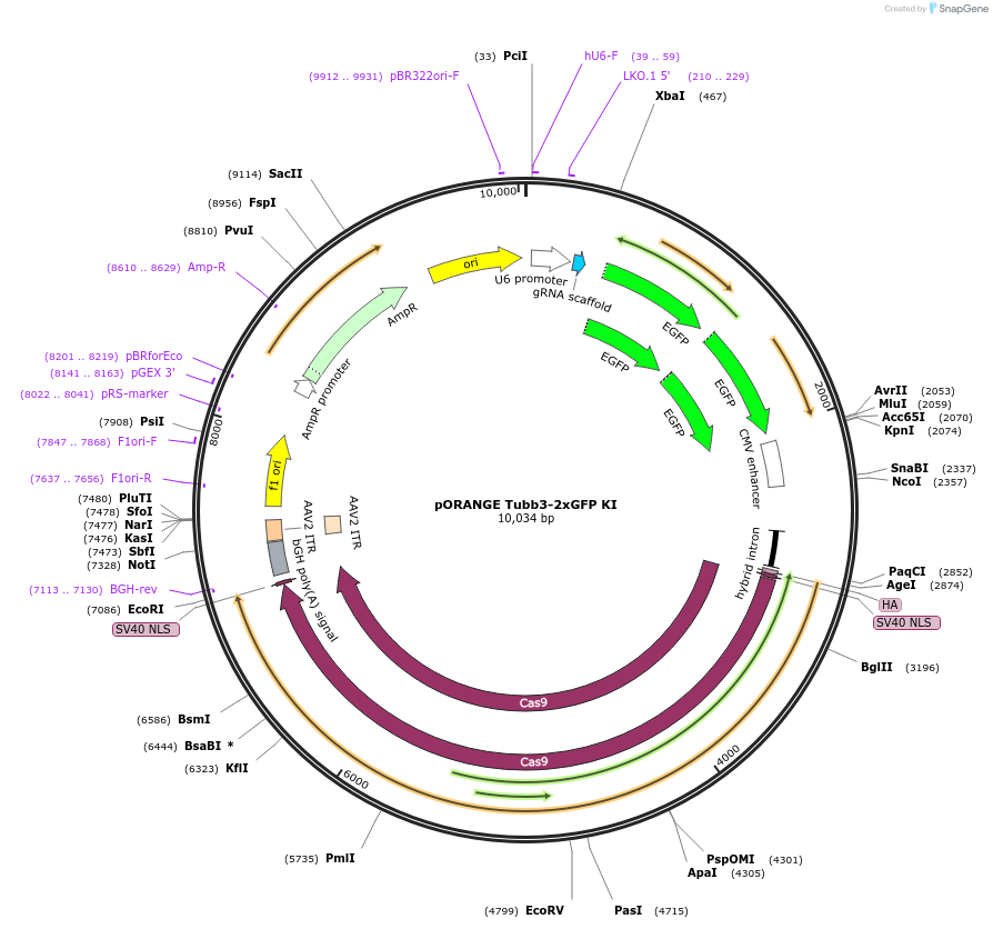 183443-plasmid-map-sequence-id-360243