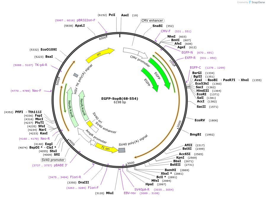 183663-plasmid-map-sequence-id-360249