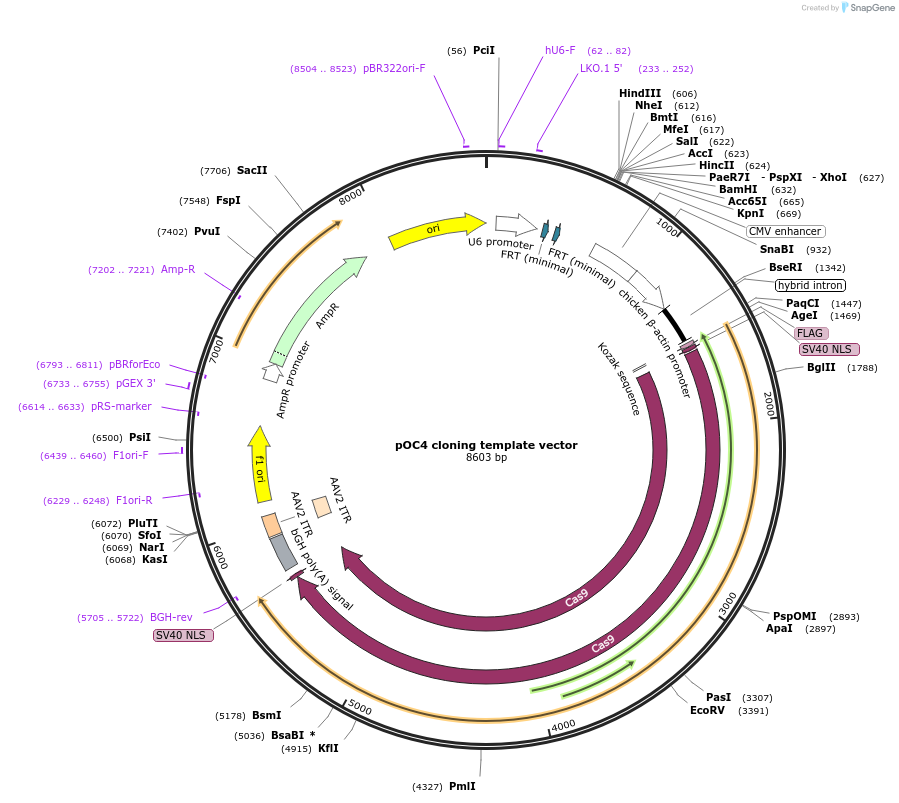 183423-plasmid-map-sequence-id-360250