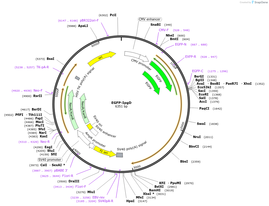 183666-plasmid-map-sequence-id-360255