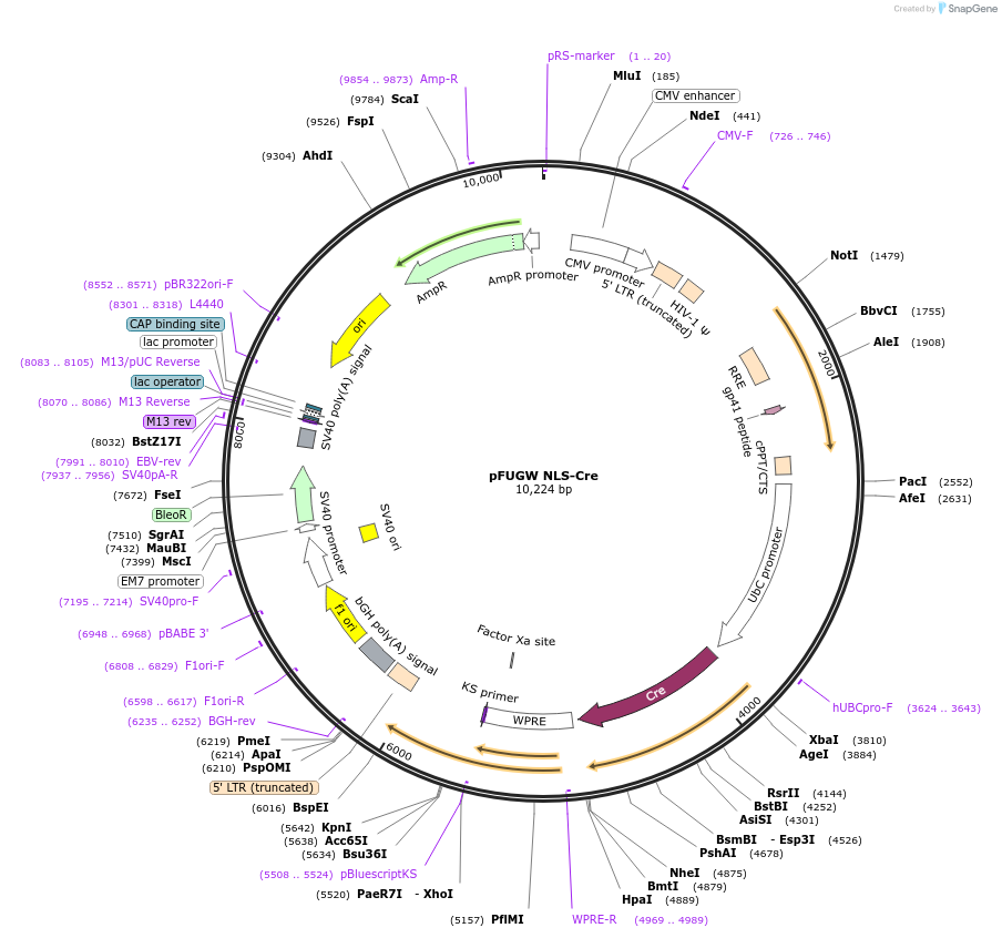183425-plasmid-map-sequence-id-360256