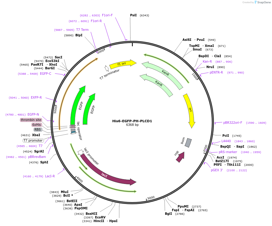 183675-plasmid-map-sequence-id-360273