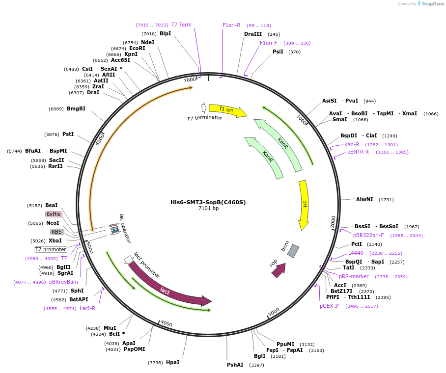 183677-plasmid-map-sequence-id-360274