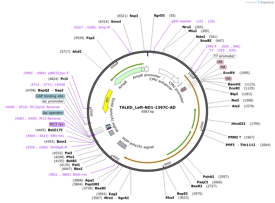 183892-plasmid-map-sequence-id-360275