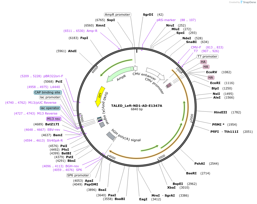 183894-plasmid-map-sequence-id-360279