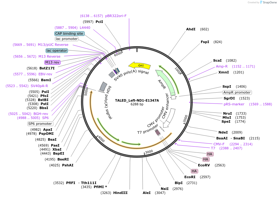183895-plasmid-map-sequence-id-360280