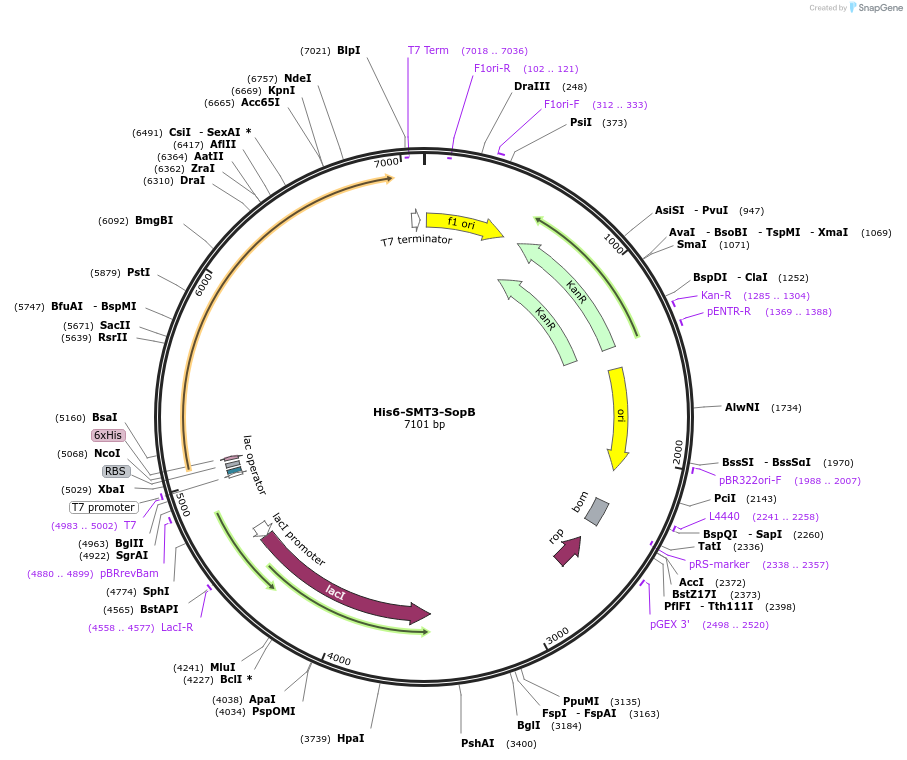 183676-plasmid-map-sequence-id-360281