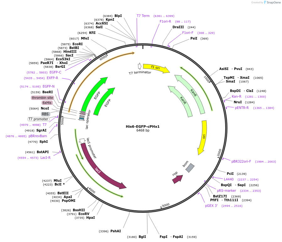 183674-plasmid-map-sequence-id-360285