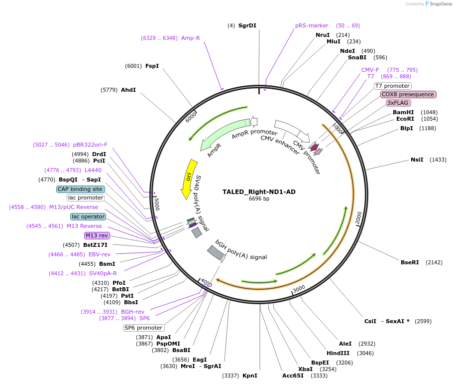 183900-plasmid-map-sequence-id-360287