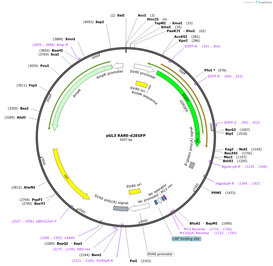 183055-plasmid-map-sequence-id-360329
