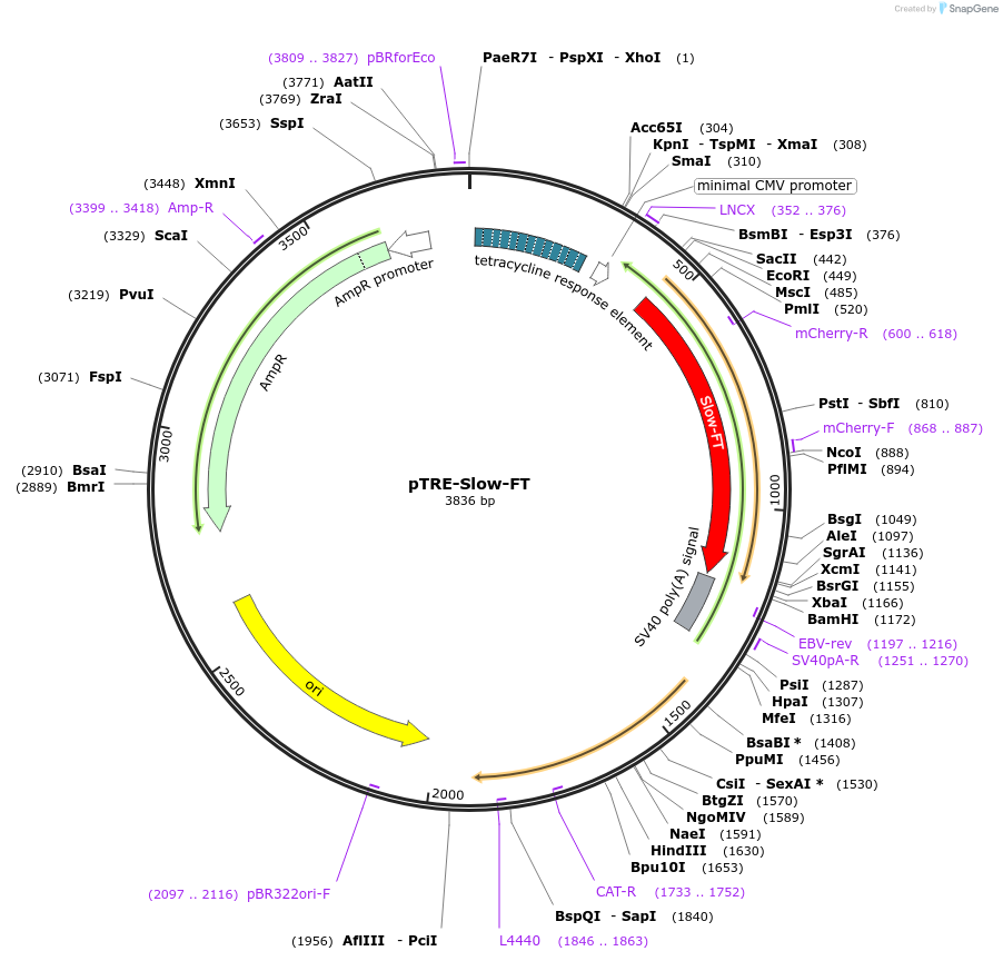 31915-plasmid-map-sequence-id-36033