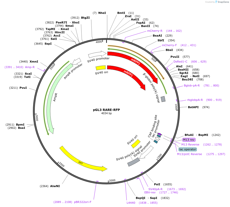 183054-plasmid-map-sequence-id-360330