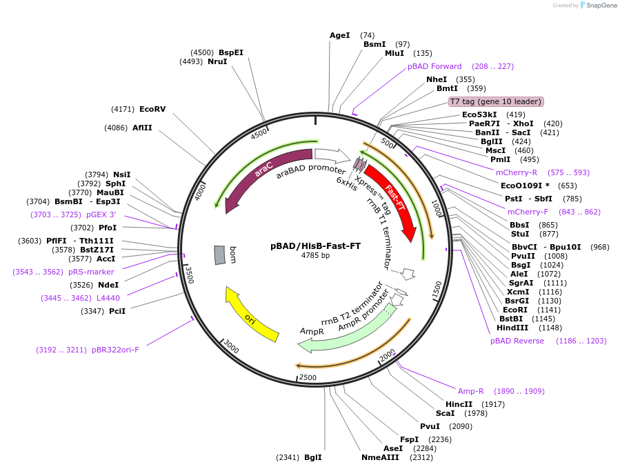 31916-plasmid-map-sequence-id-36034