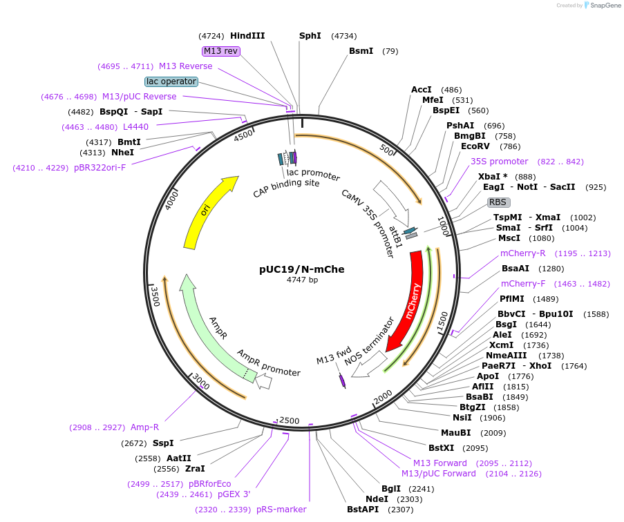183159-plasmid-map-sequence-id-360345