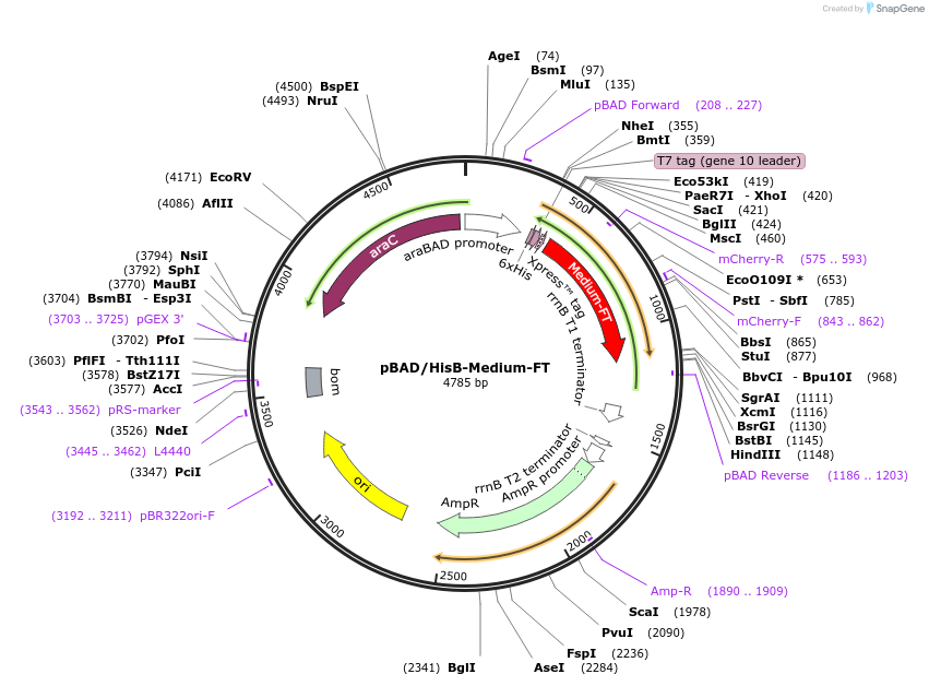 31917-plasmid-map-sequence-id-36035