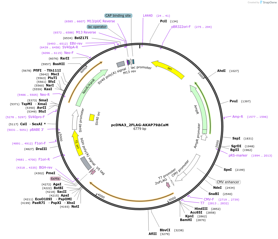 183453-plasmid-map-sequence-id-360356