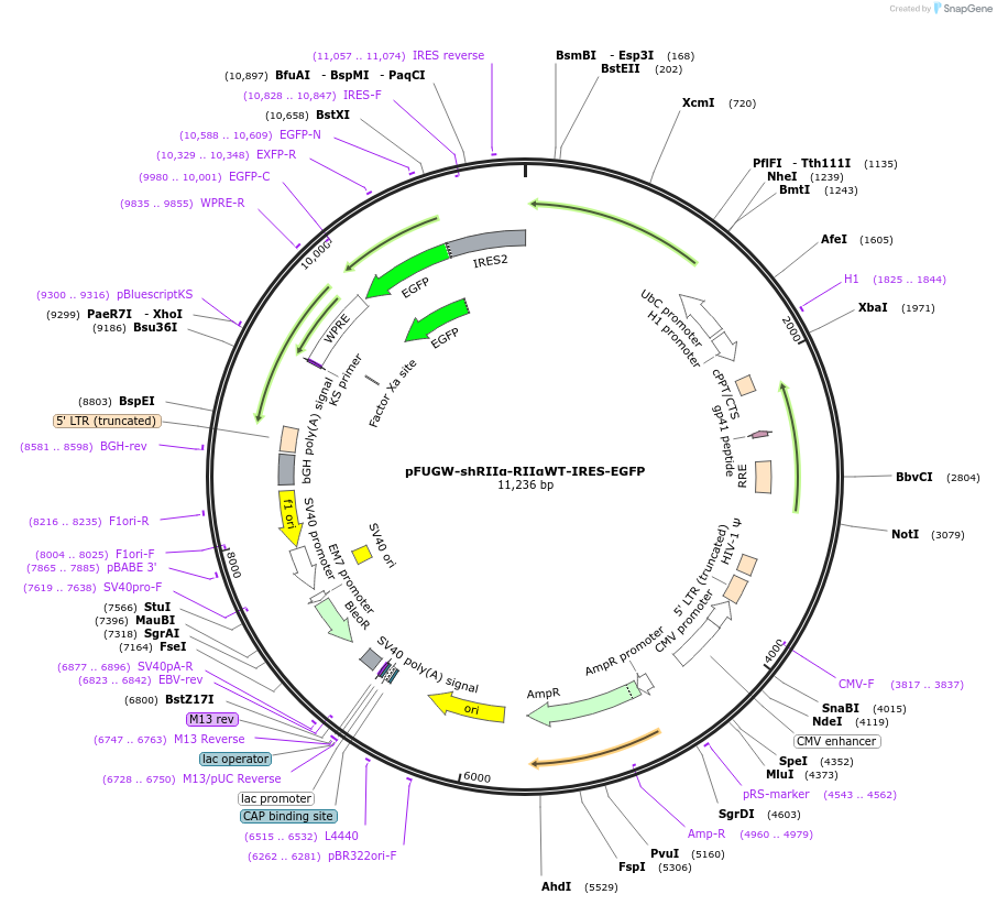 183456-plasmid-map-sequence-id-360363