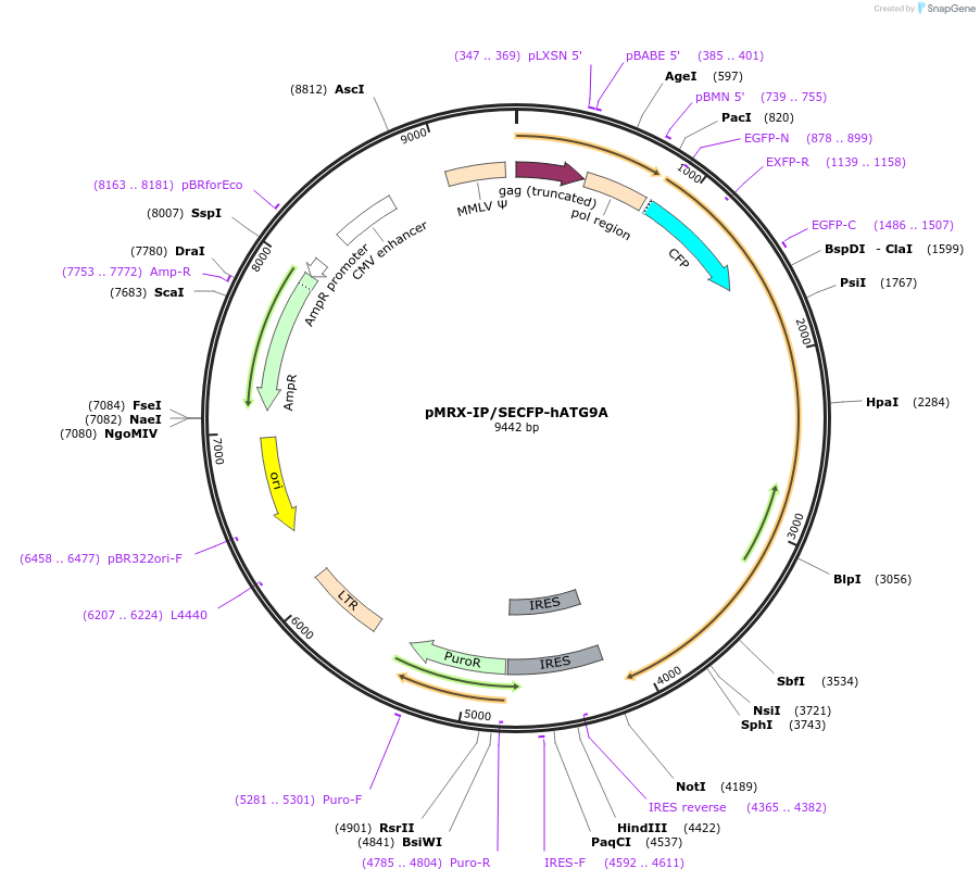 58995-plasmid-map-sequence-id-360364