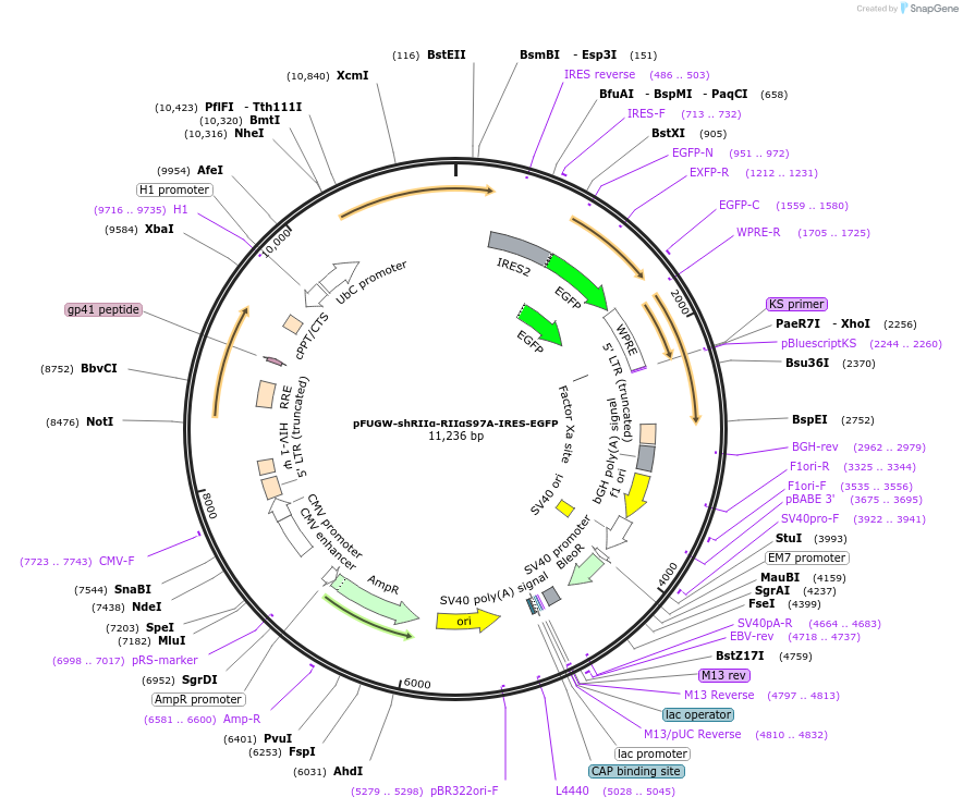 183457-plasmid-map-sequence-id-360365