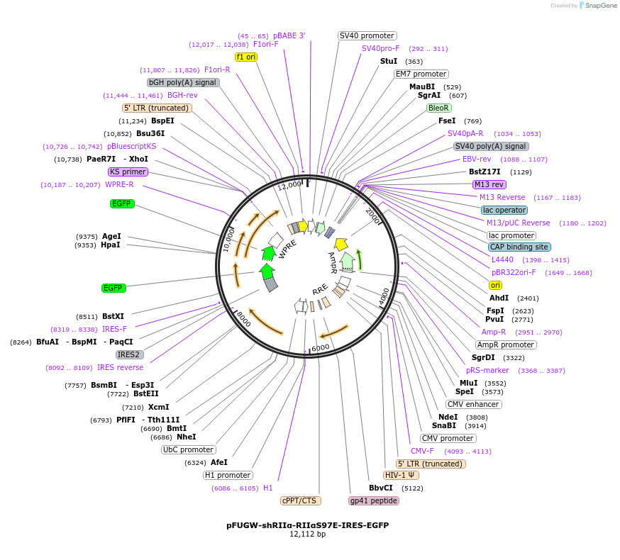 183458-plasmid-map-sequence-id-360367