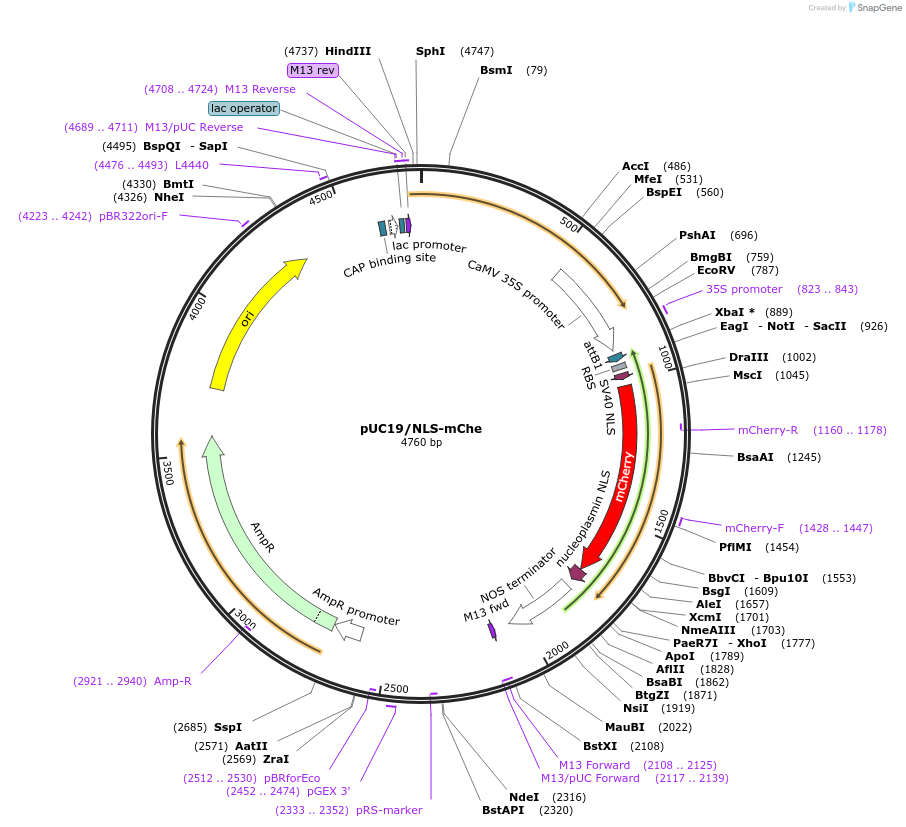 183162-plasmid-map-sequence-id-360368