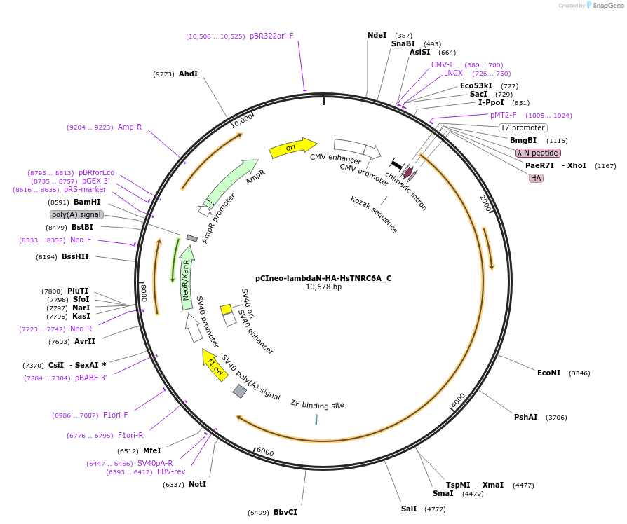 146086-plasmid-map-sequence-id-360375