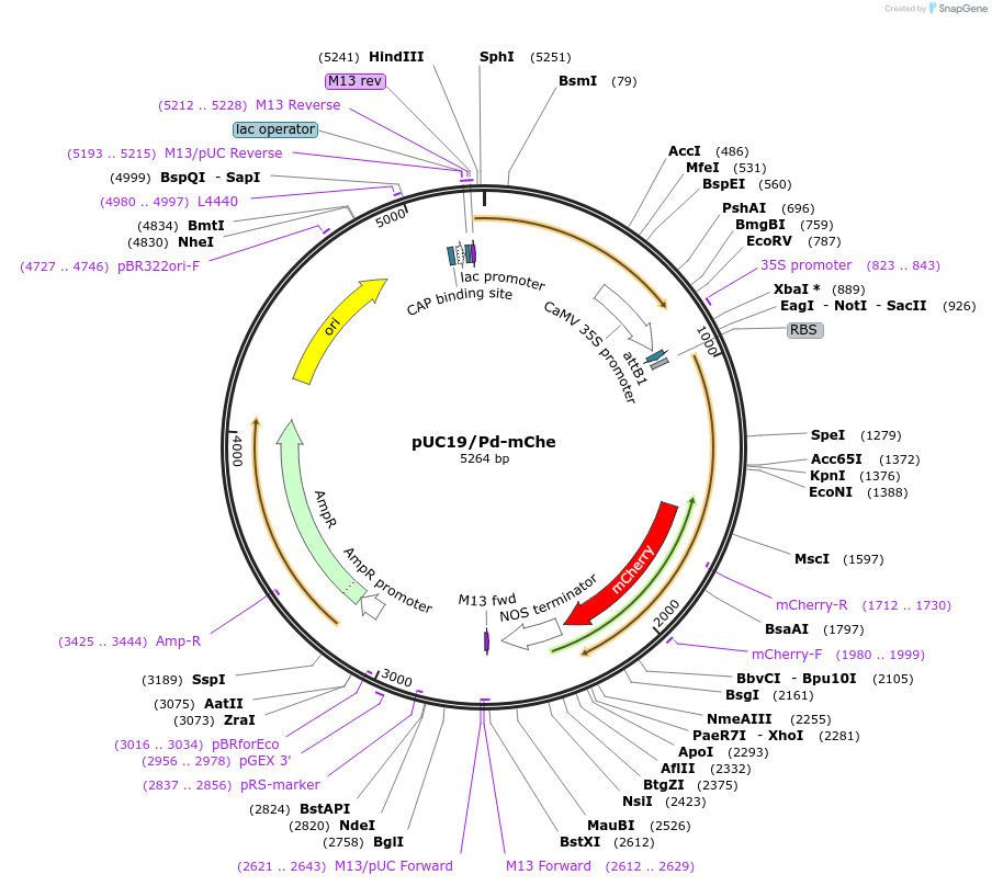 183172-plasmid-map-sequence-id-360376
