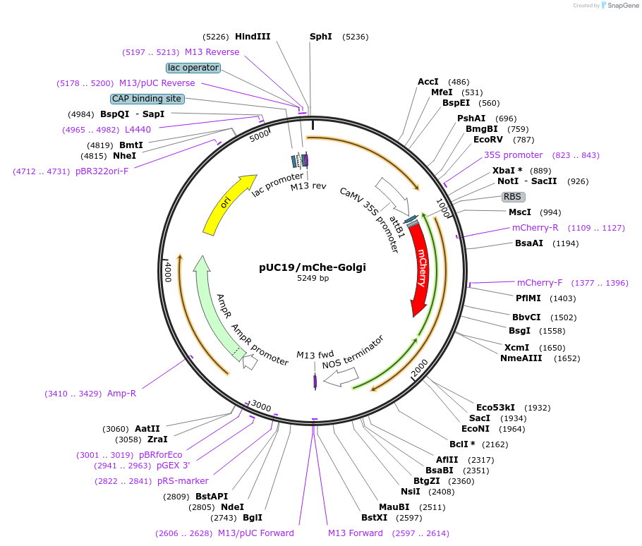 183169-plasmid-map-sequence-id-360385