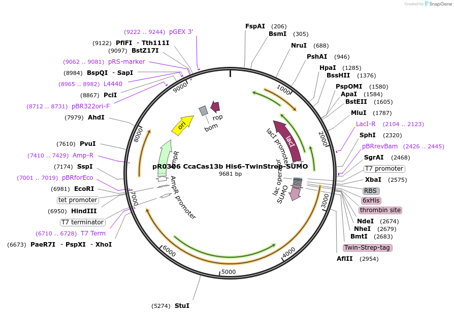182687-plasmid-map-sequence-id-360388