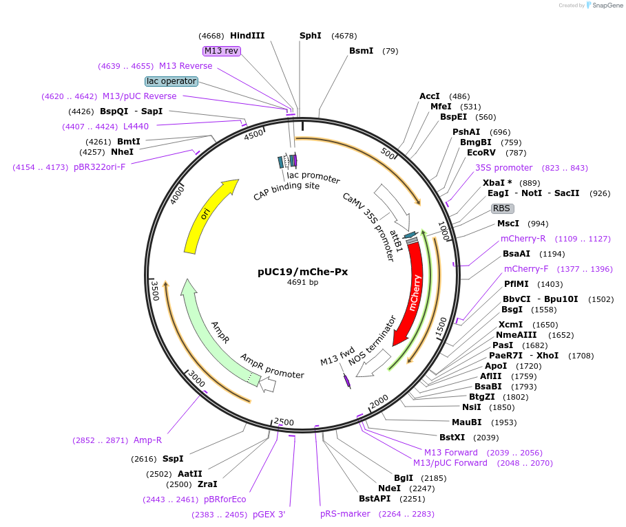 183170-plasmid-map-sequence-id-360394