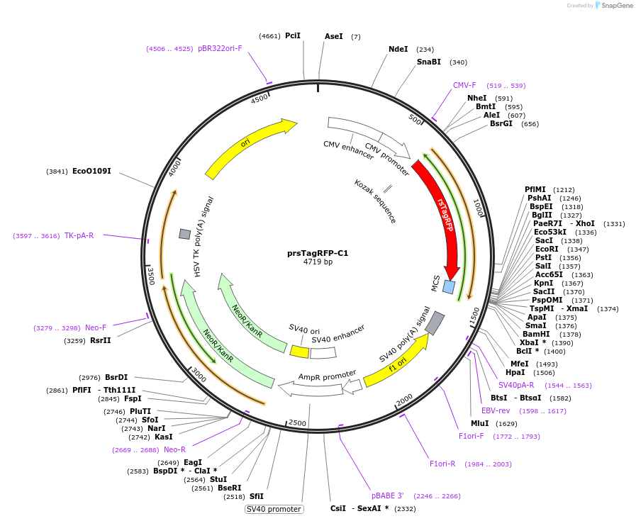 31926-plasmid-map-sequence-id-36042