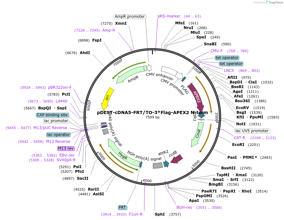 182925-plasmid-map-sequence-id-360428