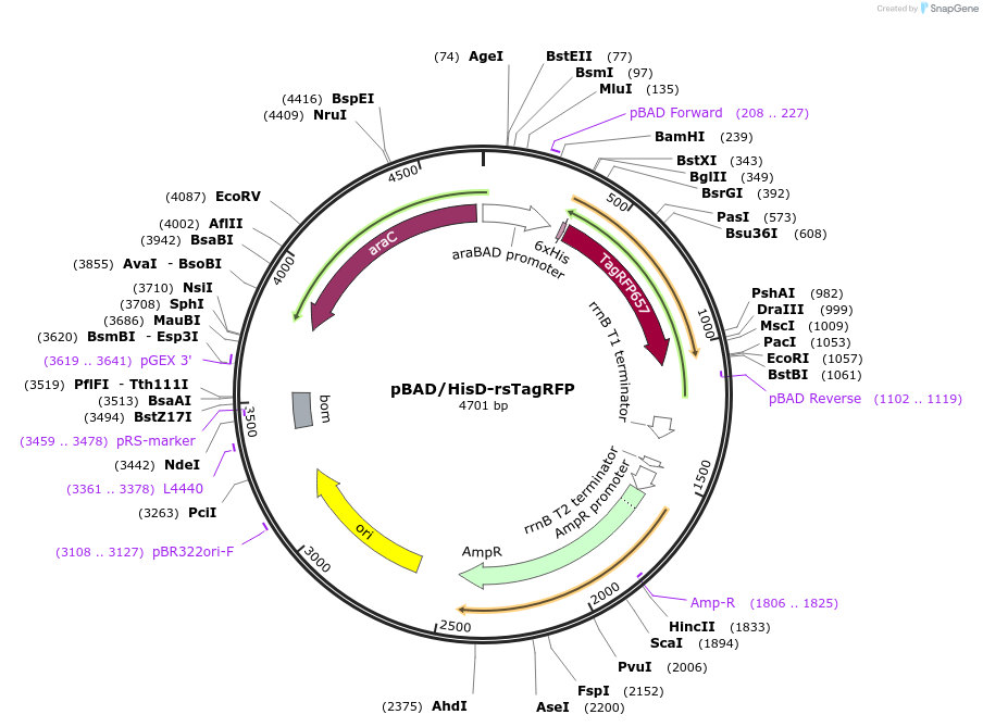 31927-plasmid-map-sequence-id-36043