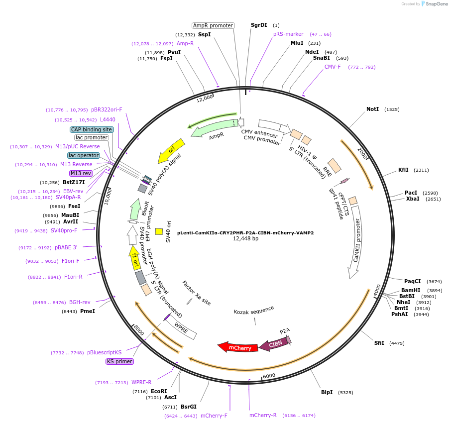 178574-plasmid-map-sequence-id-360430