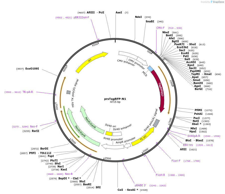 31925-plasmid-map-sequence-id-36044