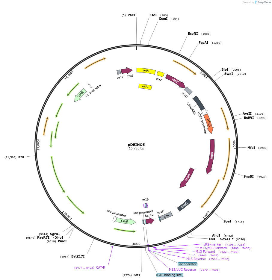 179489-plasmid-map-sequence-id-360441