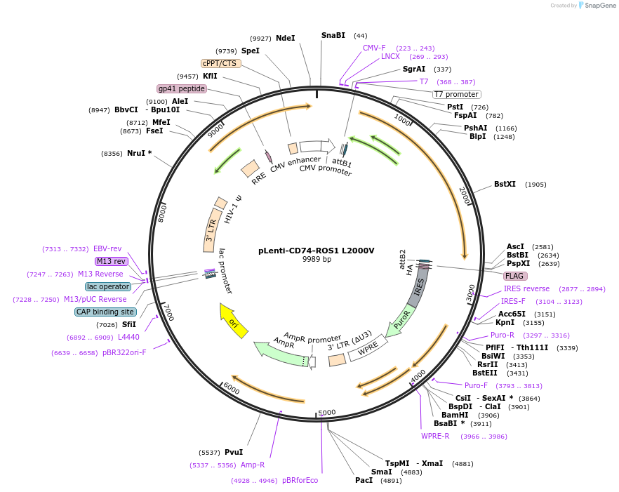 183815-plasmid-map-sequence-id-360442
