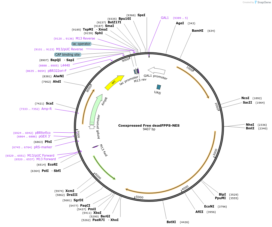 182492-plasmid-map-sequence-id-360446