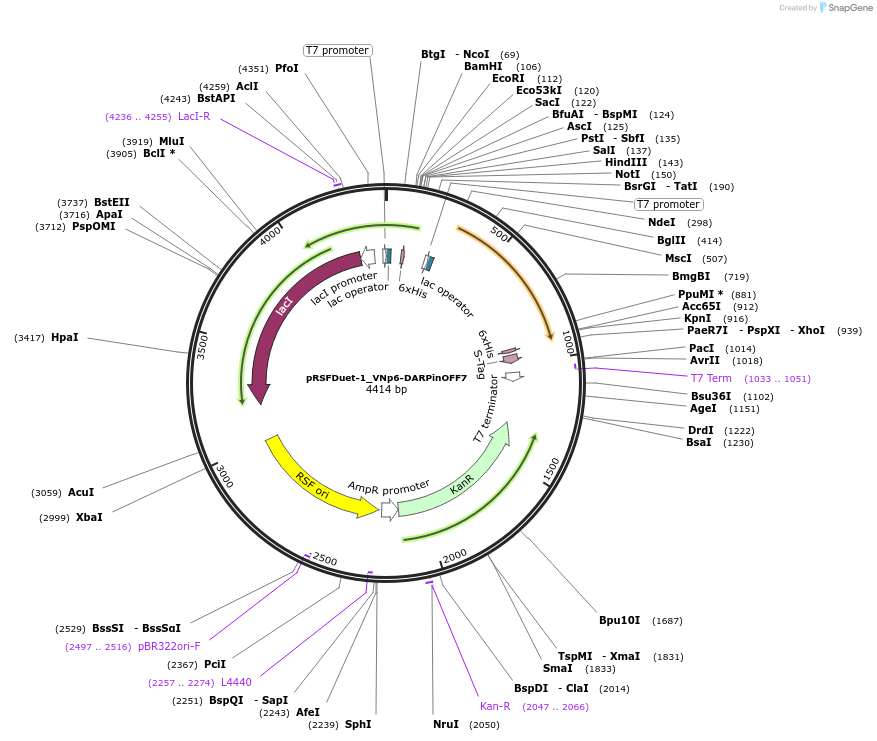 182398-plasmid-map-sequence-id-360456